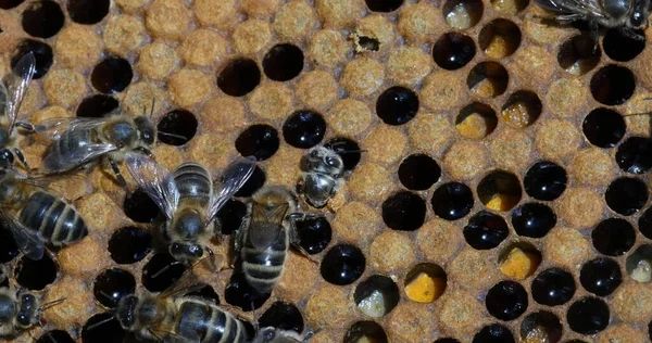 Innovations in Beehive Monitoring