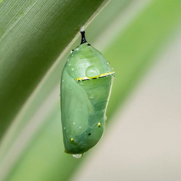 Close-up of a green chrysalis hanging from a leaf.