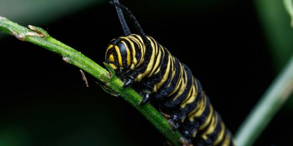 Close-up of a black and yellow caterpillar on a green stem.