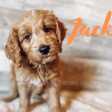 red goldendoodle puppies portland