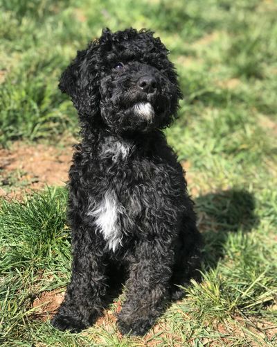 Miniature goldendoodle puppy seattle