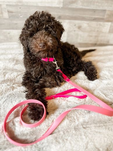 Mini goldendoodle puppies