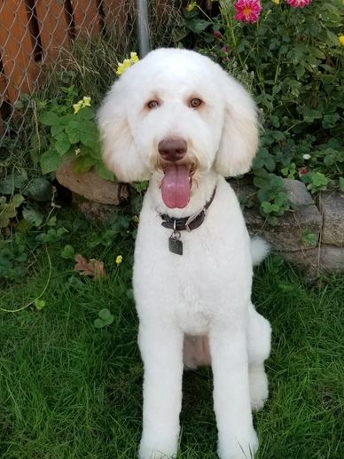 goldendoodle puppies near me