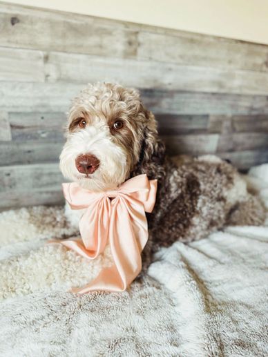Fluffy dog with a pink bow lying on a bed.