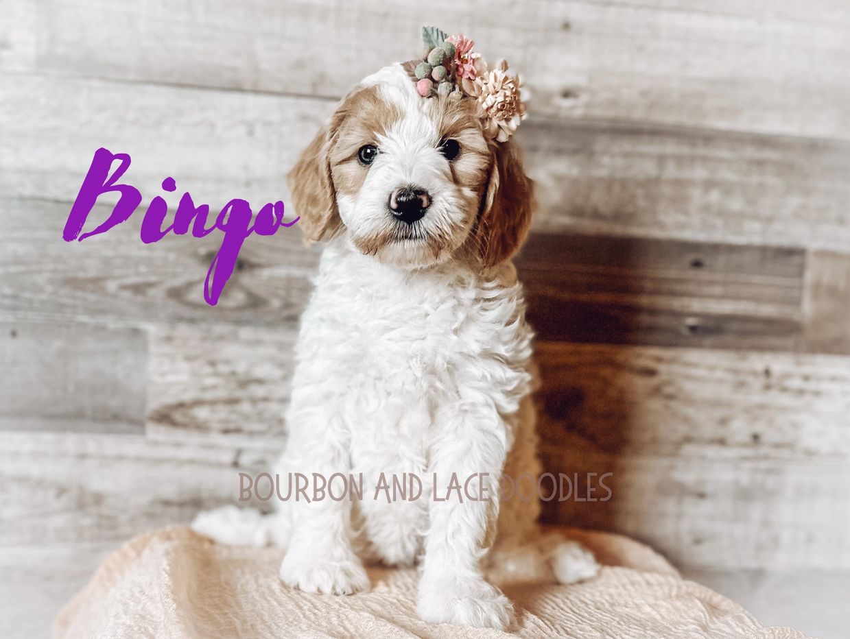 Fluffy goldendoodle puppy