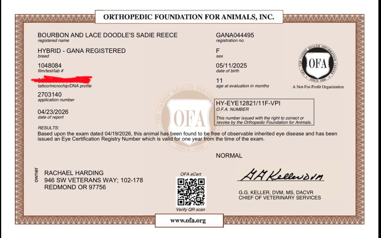 Orthopedic Foundation for Animals eye certification for a hybrid dog named Sadie Reece.