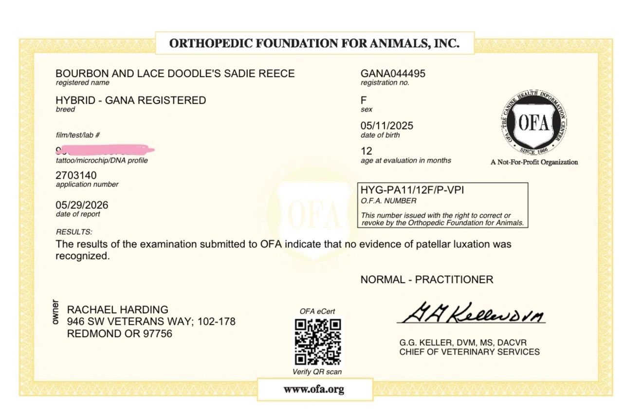 Orthopedic Foundation certificate showing no patellar luxation in a hybrid dog named Sadie Reece.