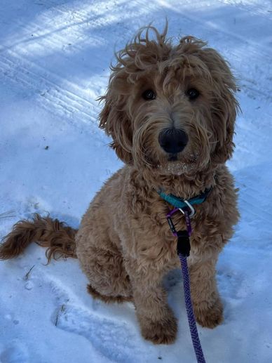 Best goldendoodle breeder portland