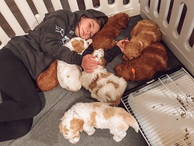 Girl loving on goldendoodle puppies