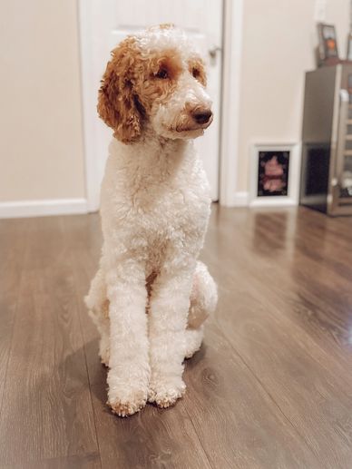 Multigen goldendoodle