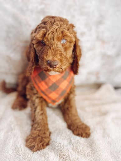 Washington goldendoodle breeder