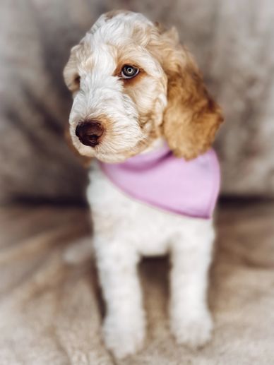 Golden doodle puppies