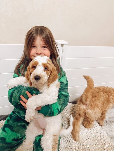 Child holding a goldendoodle puppy