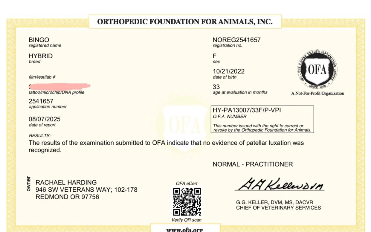 Golden doodle Oregon