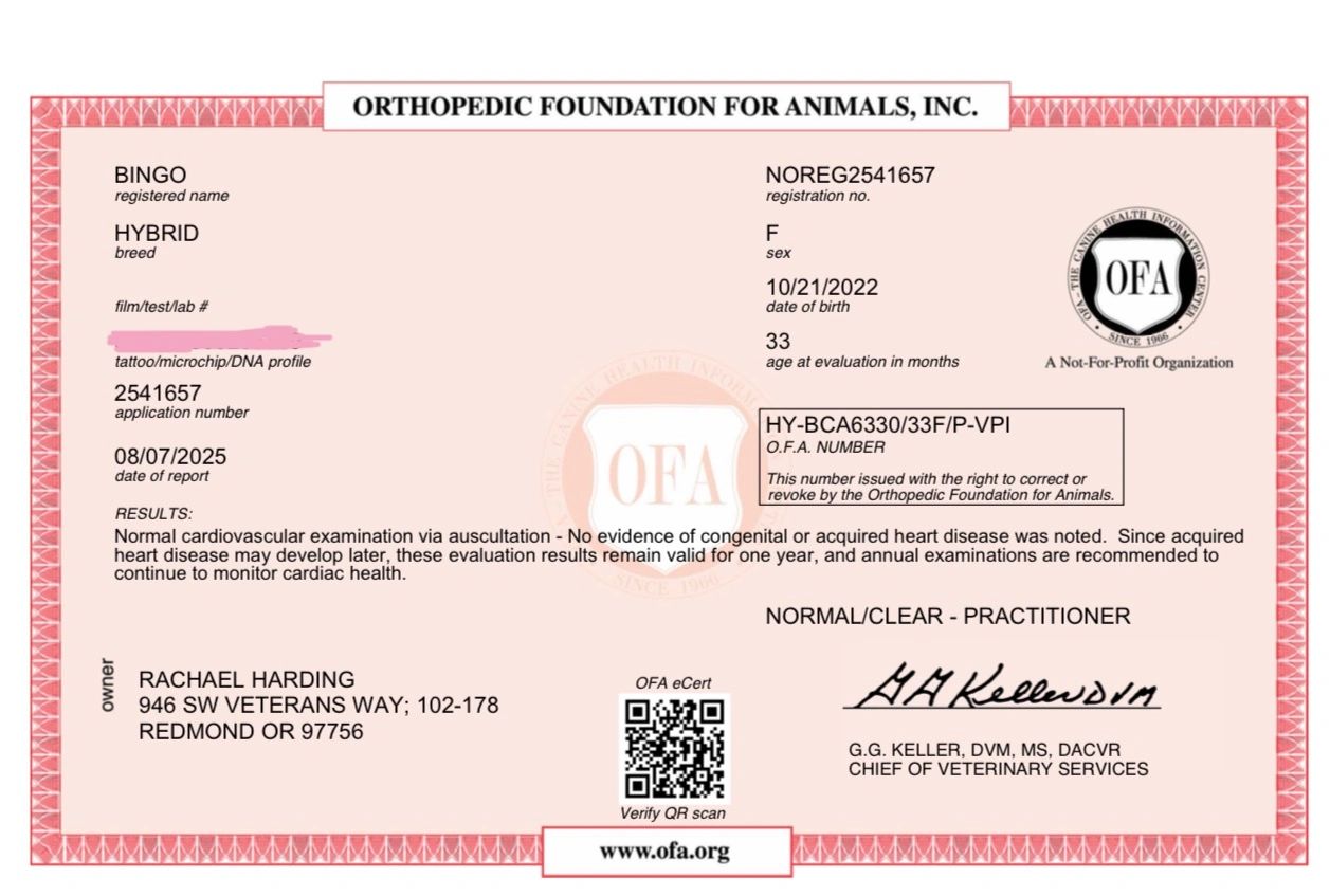 Orthopedic Foundation for Animals heart health certificate for a female hybrid dog named Bingo.