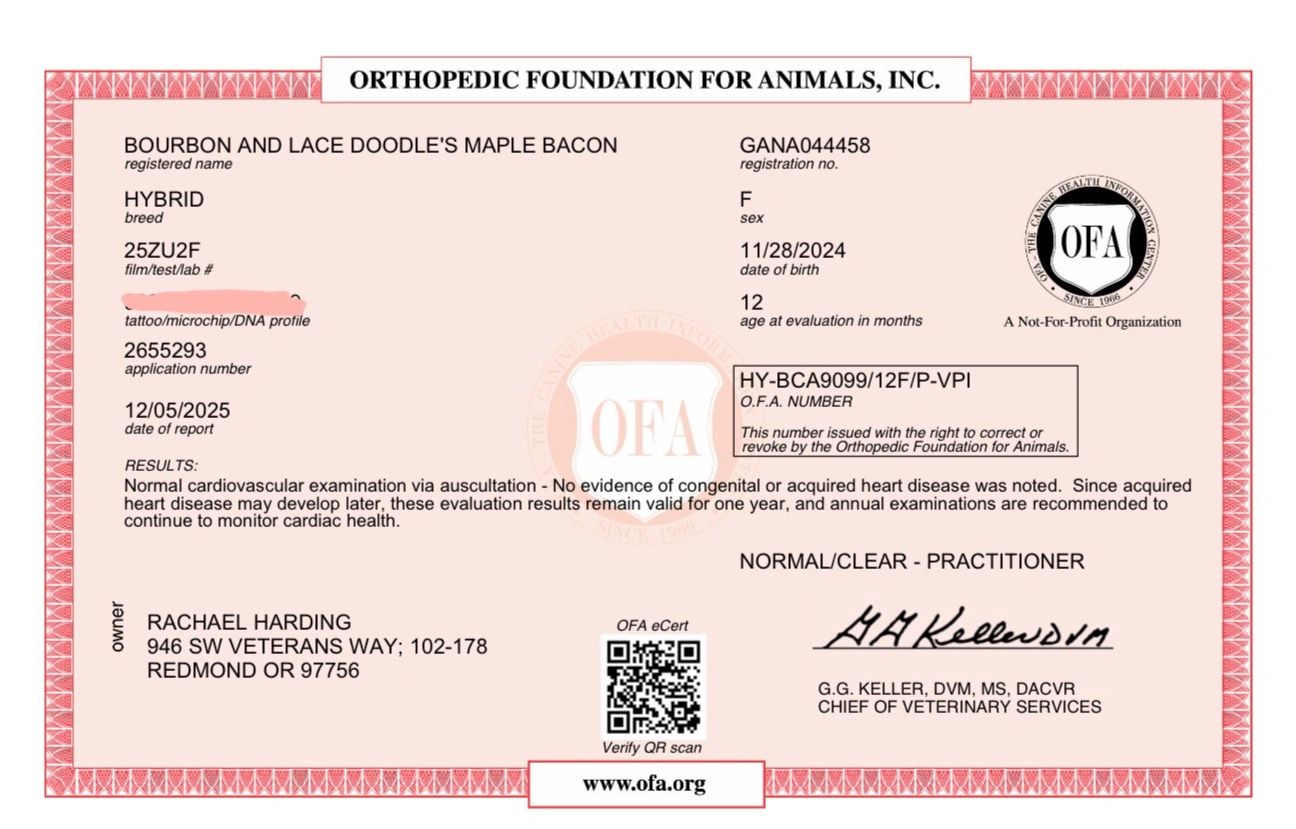 Orthopedic Foundation for Animals certificate showing normal cardiovascular exam for a female hybrid dog.
