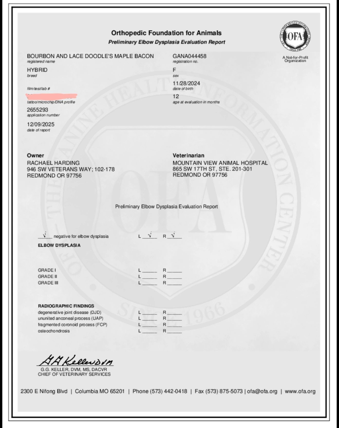 Preliminary elbow dysplasia evaluation report for a hybrid dog named Maple Bacon.
