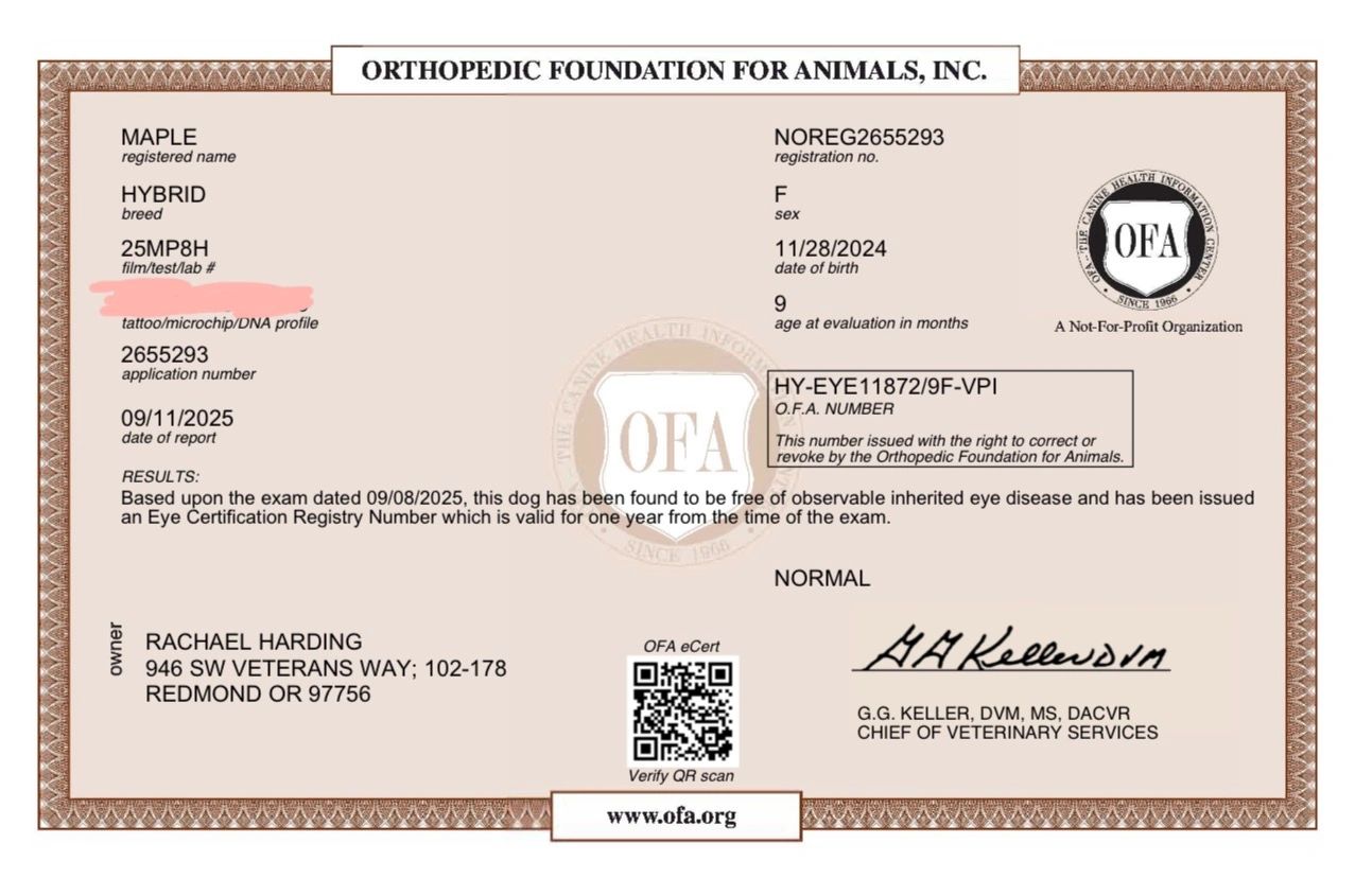 Certification showing a dog named Maple is free of inherited eye disease.