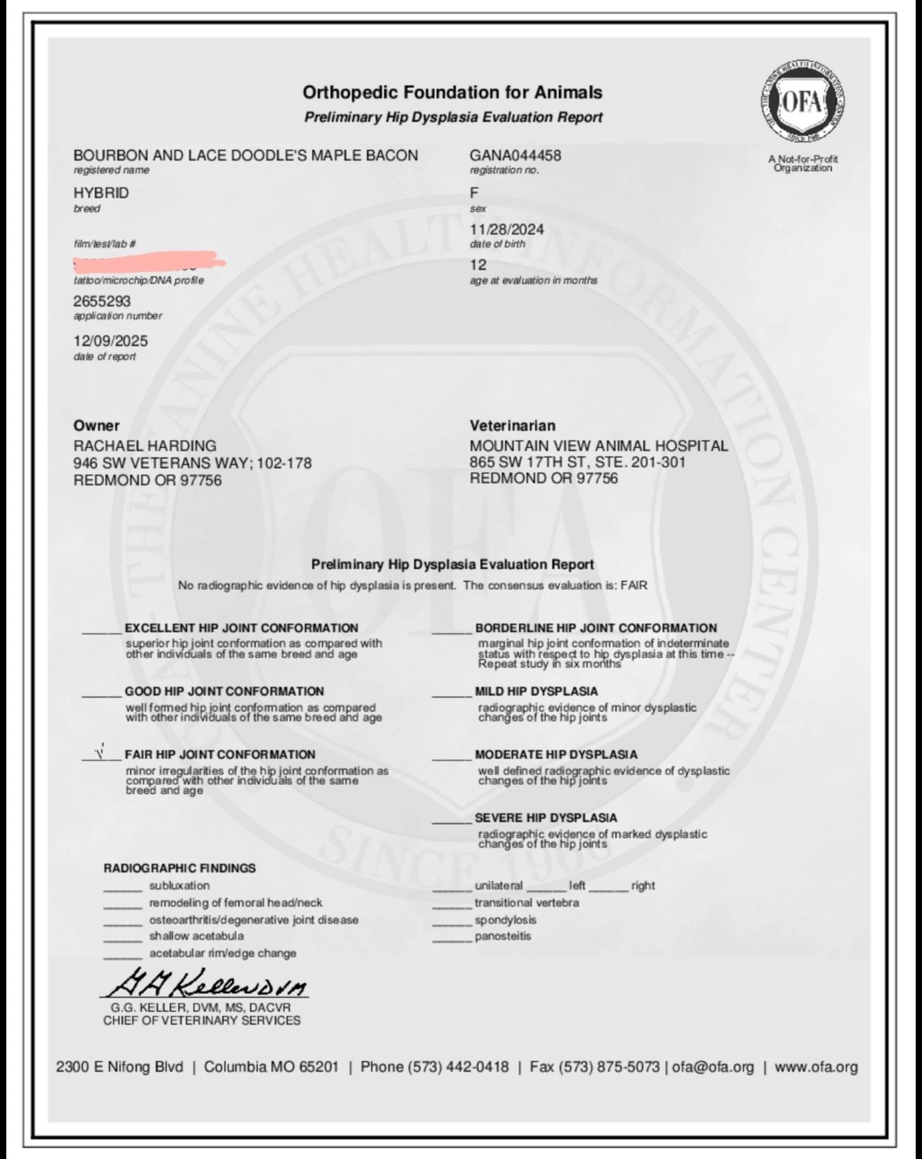Preliminary Hip Dysplasia Evaluation Report for a female hybrid dog named Bourbon and Lace Doodle's Maple Bacon.