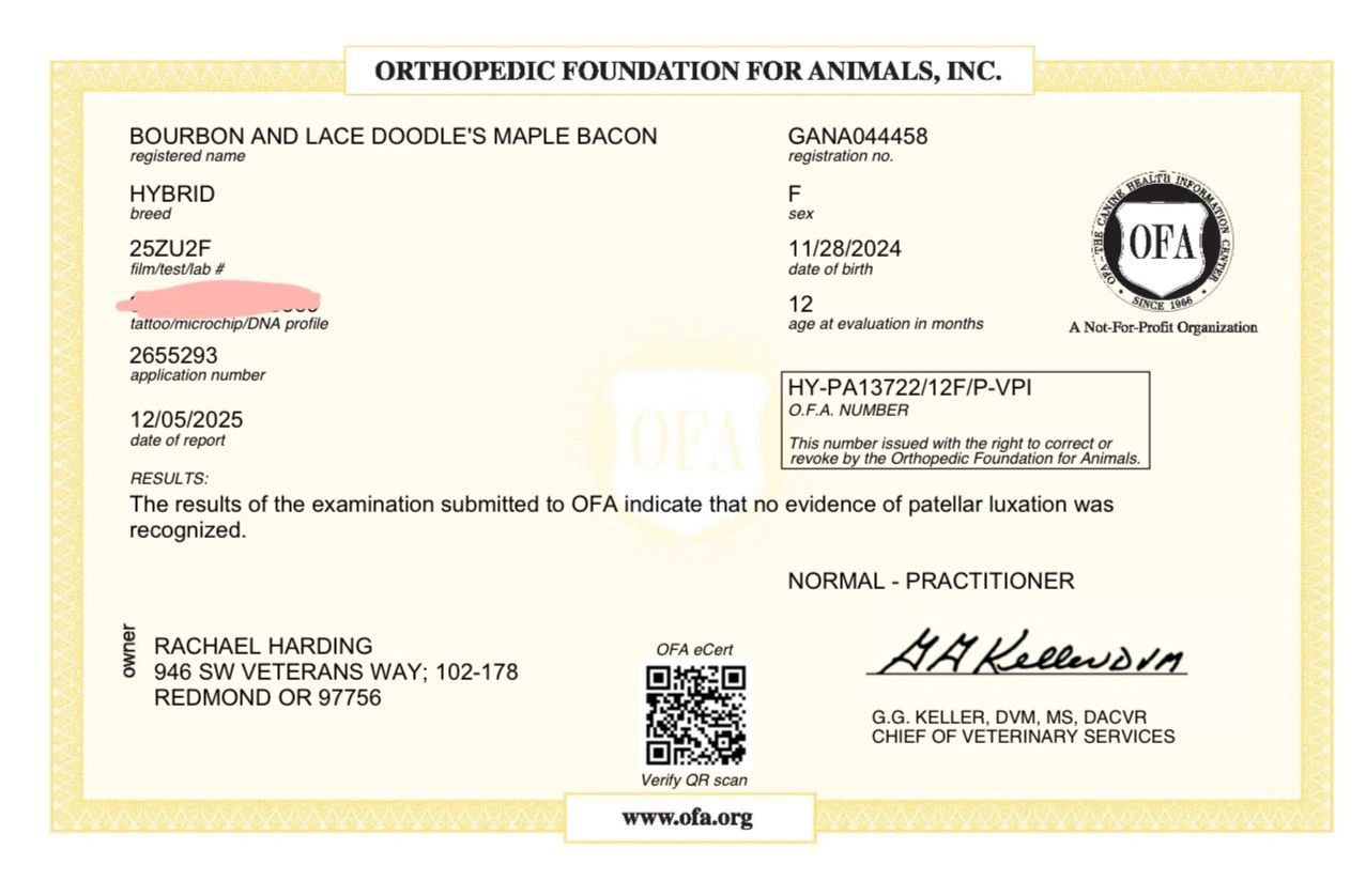 Certificate from Orthopedic Foundation for Animals showing no patellar luxation in a dog named Maple Bacon.