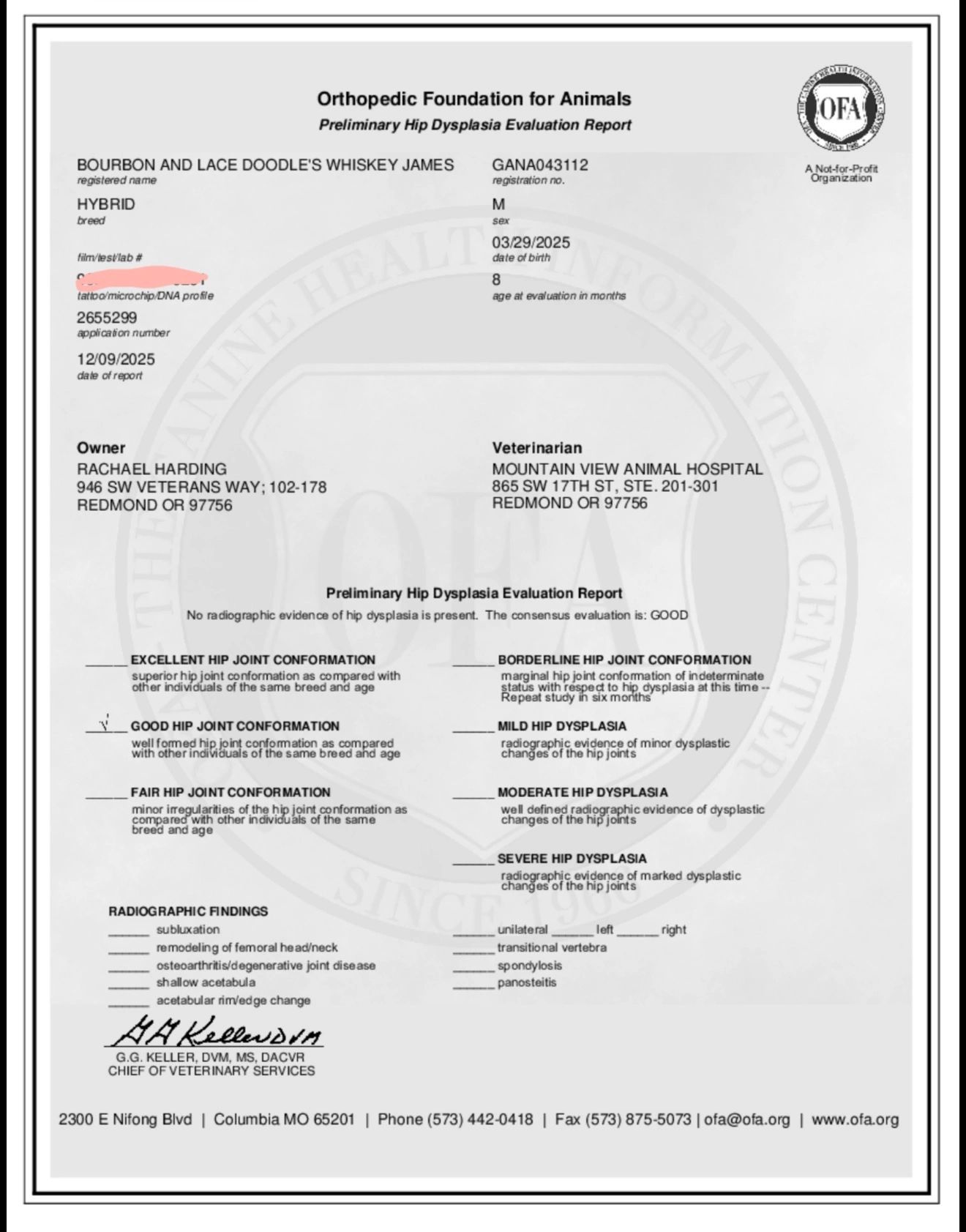 Preliminary hip dysplasia evaluation report for a hybrid dog named Whiskey James.