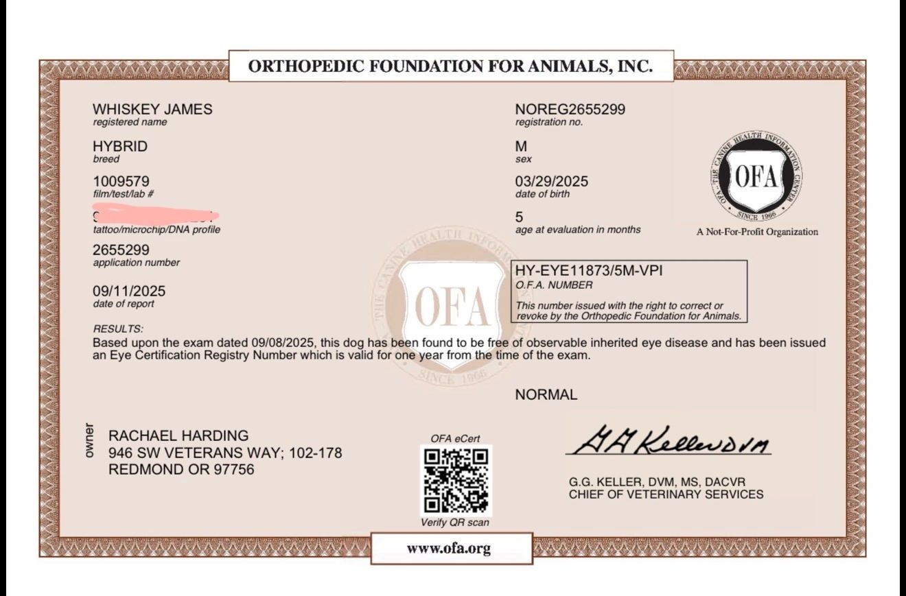 Orthopedic Foundation for Animals eye certification for Whiskey James, confirming normal eye health.