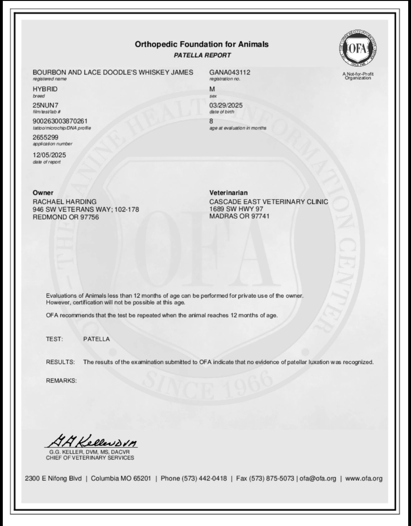 Orthopedic Foundation for Animals certifies no patellar luxation in dog Whiskey James.