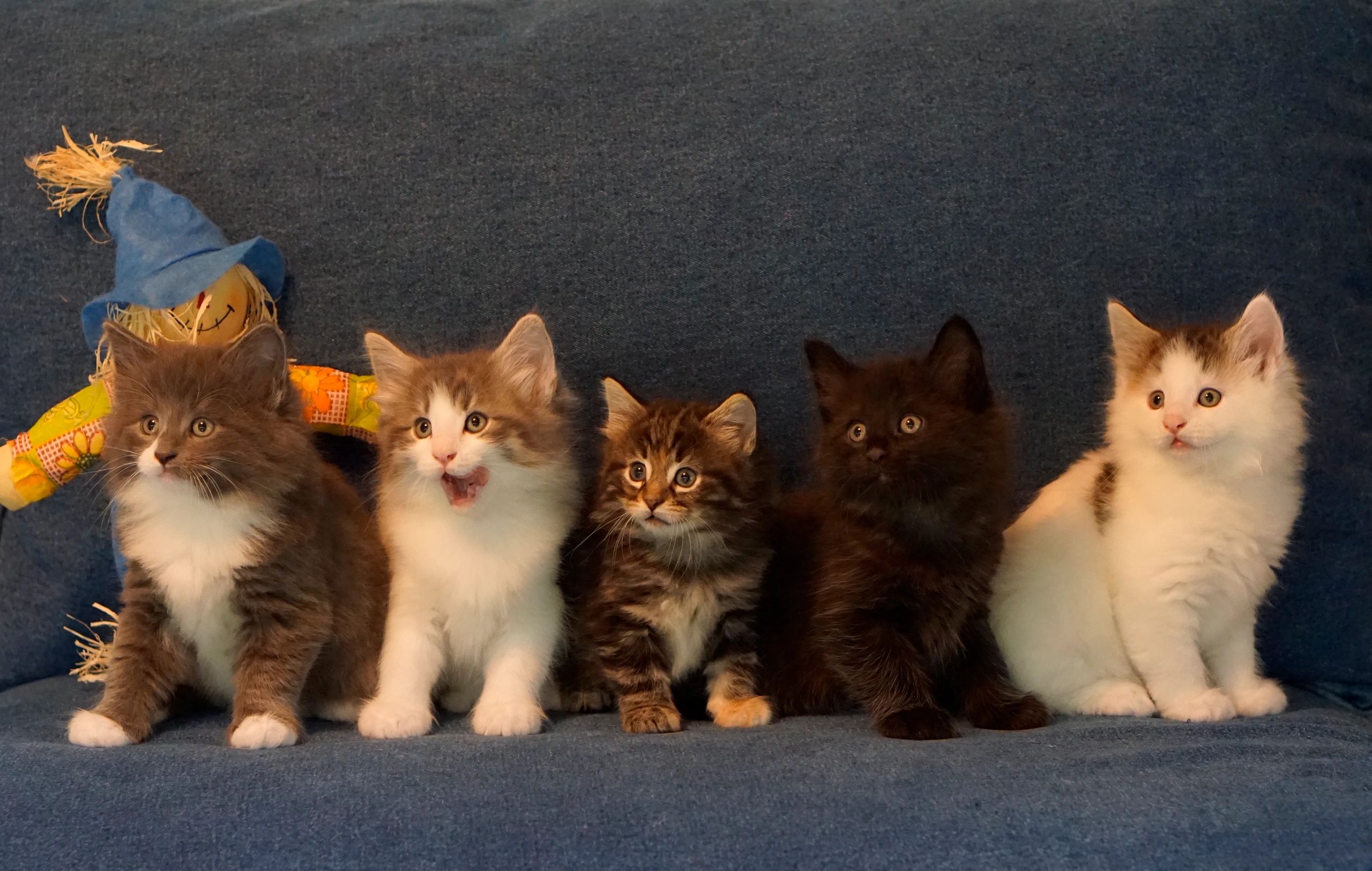 Norwegian Forest Cat Kittens and Cats in Phoenix, AZ - Buy or