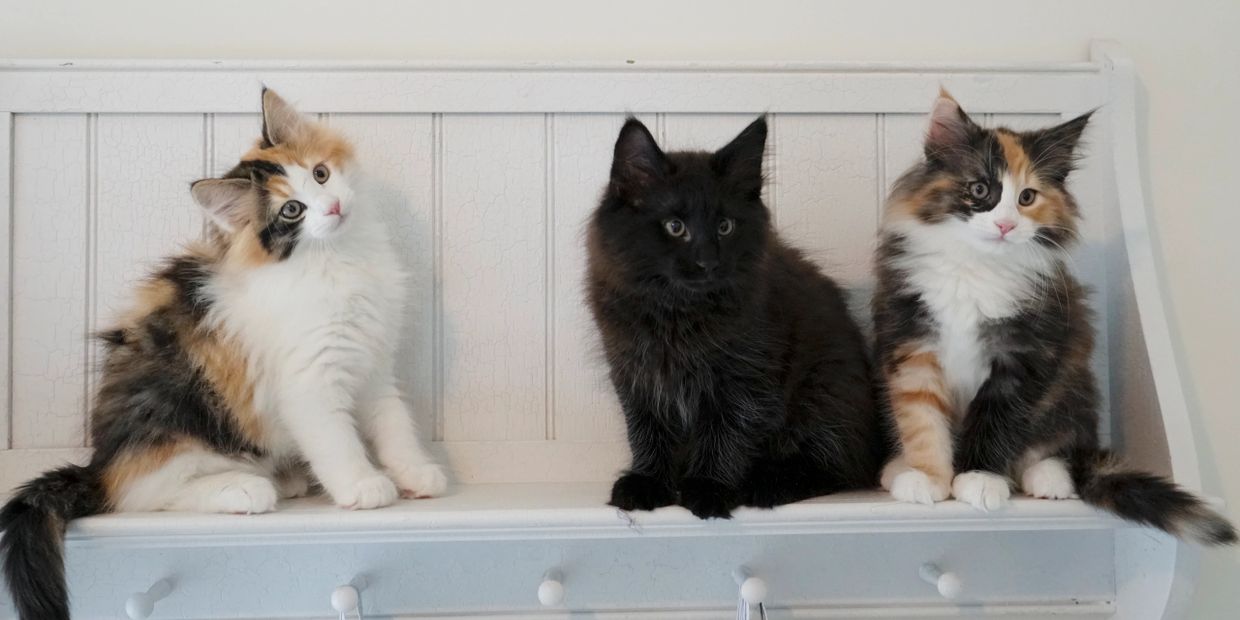Norwegian Forest Cat Kittens and Cats in Phoenix, AZ - Buy or
