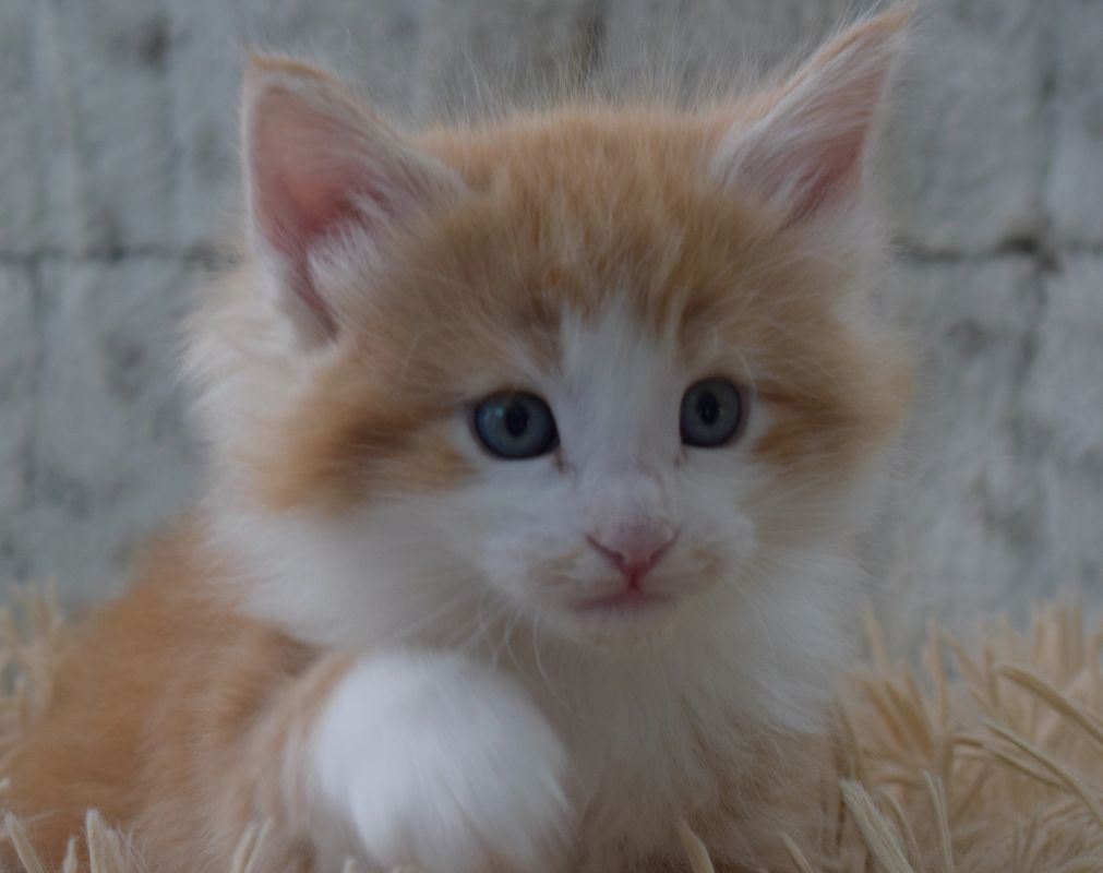5 Weeks