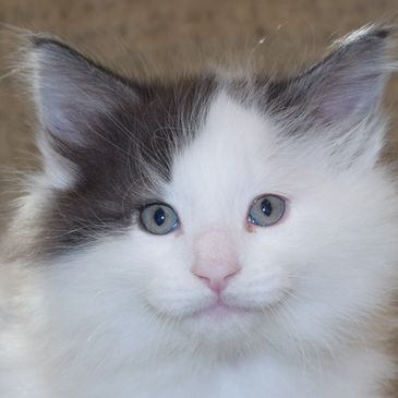 Norwegian Forest Cat Kittens and Cats in Phoenix, AZ - Buy or