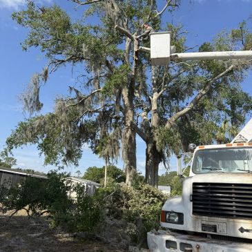 Tree-service crew and equipment working beside a large residential tree.