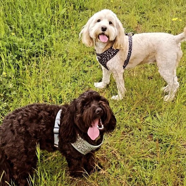 Mollie and Dot enjoying their walk