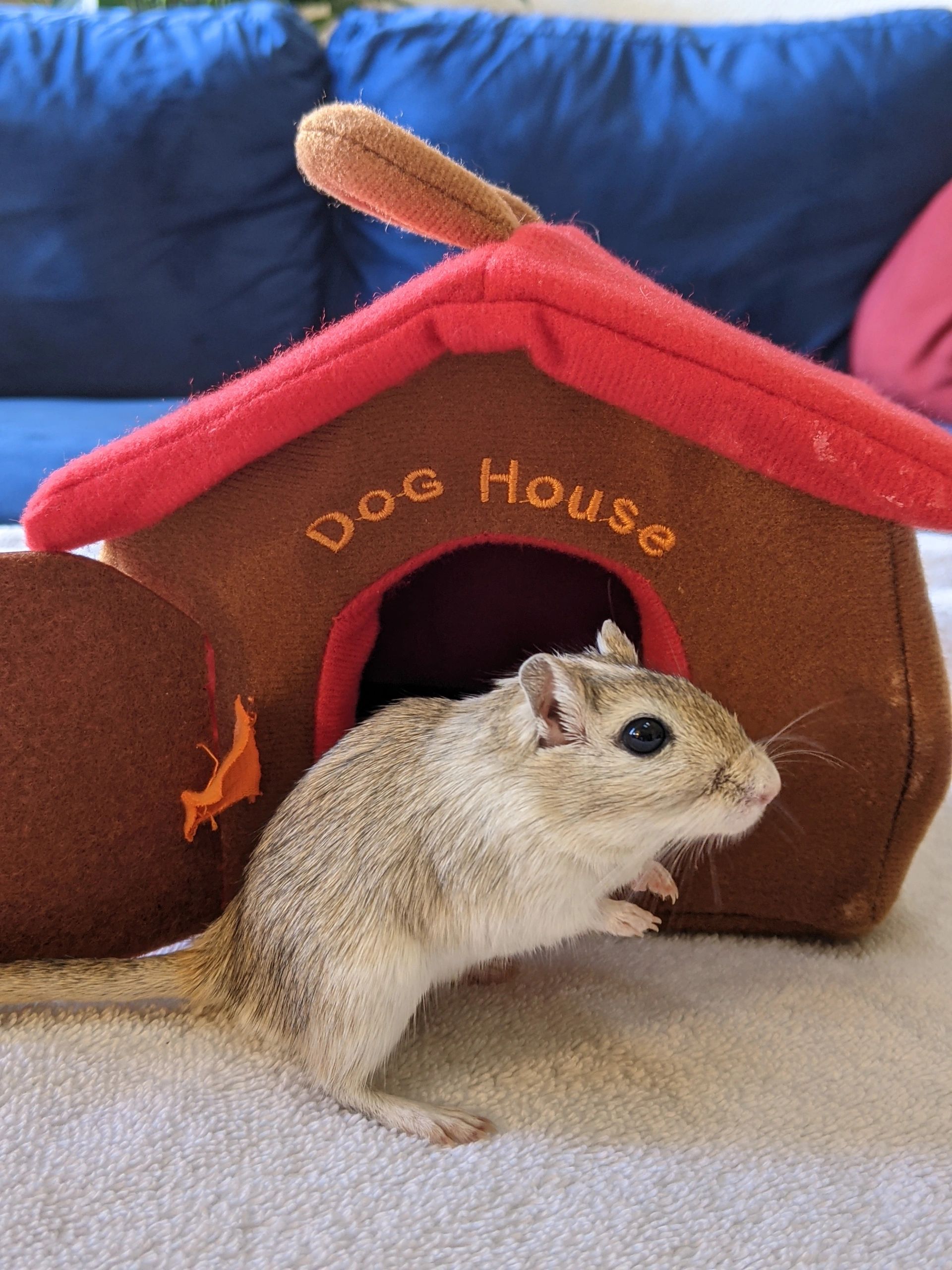 Superior Gerbils Gerbil Breeder, Pet Adopt