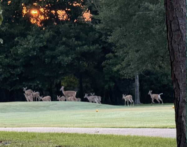 A group of deer on a grassy field near trees.
