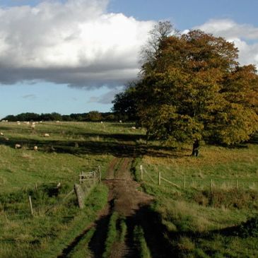 A rural dirt path winding through green fields with grazing sheep under a partly cloudy sky.