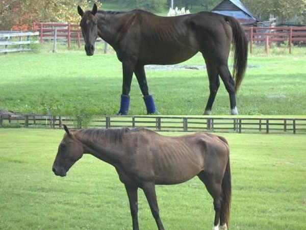 Anhydrosis recovery.  Healthy horse.