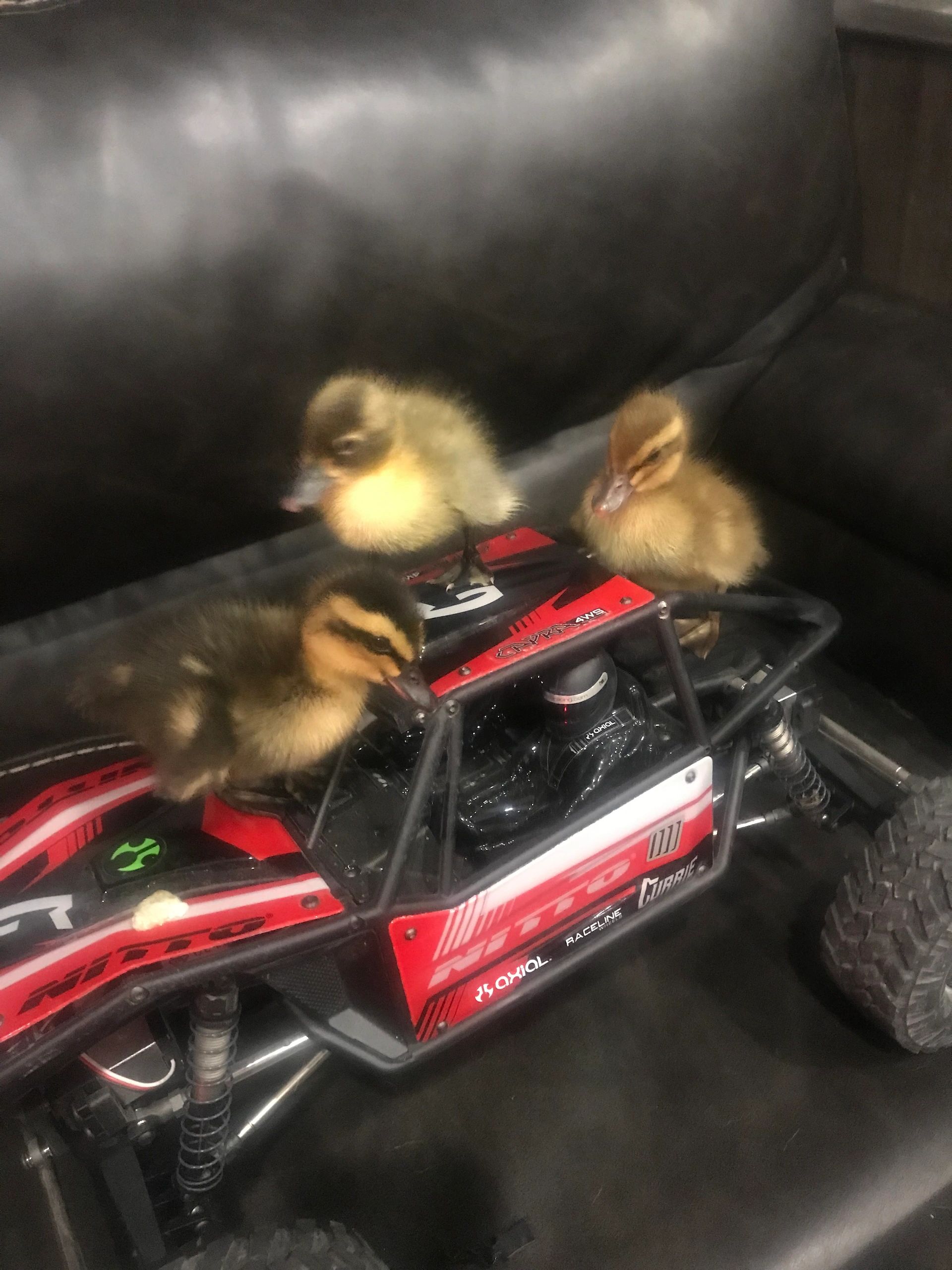 Tired Traveler RV Park-Weatherford, Texas. Baby Duck Arrivals