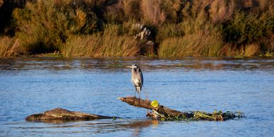 Blue Heron on a branch in a river in northern California 