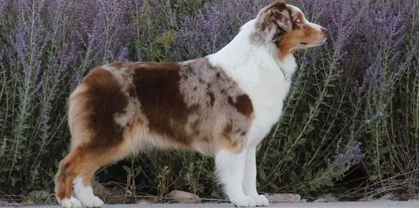 Prestige Australian Shepherds