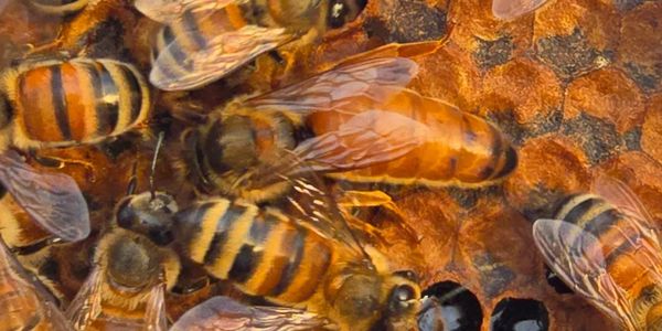 live italian queen bees for sale vsh hygiene