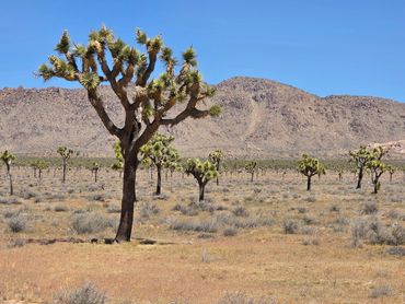 Joshua trees scattered in a desert landscape with mountains in the background.