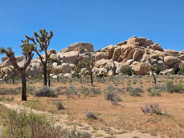 Rocky desert landscape with Joshua trees under a clear blue sky.