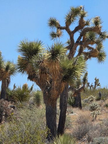 Joshua trees standing tall in a desert landscape under clear blue sky.