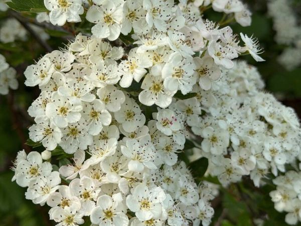 Clusters of delicate white flowers blooming on green foliage.