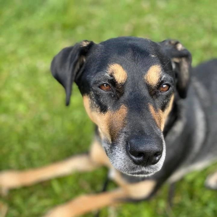 Close-up of a black and tan dog sitting on grass.