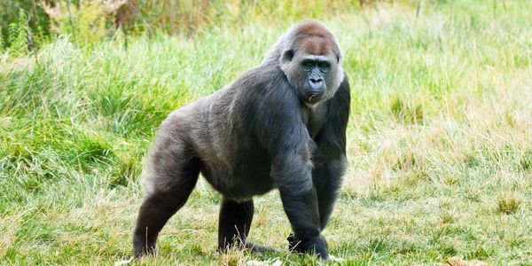A gorilla standing on grass in a natural setting.