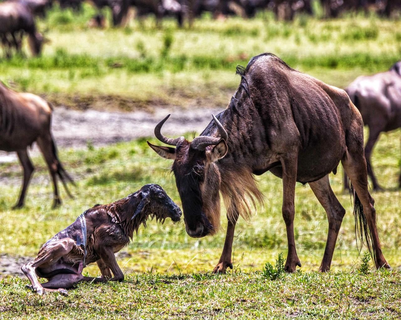 Birthing of Wildebeests
