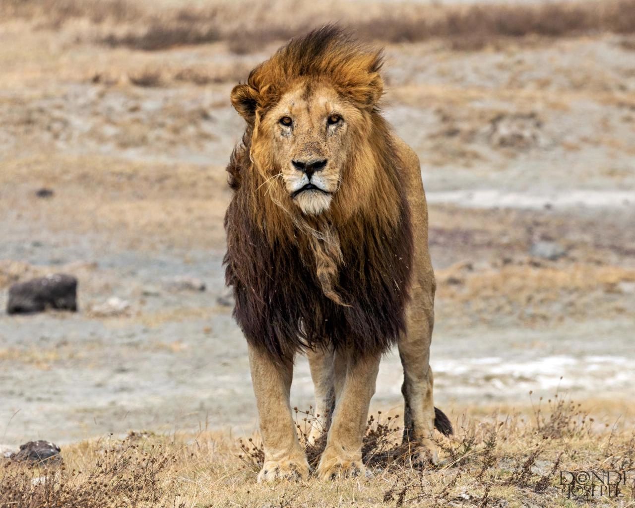 Land of the Lion King