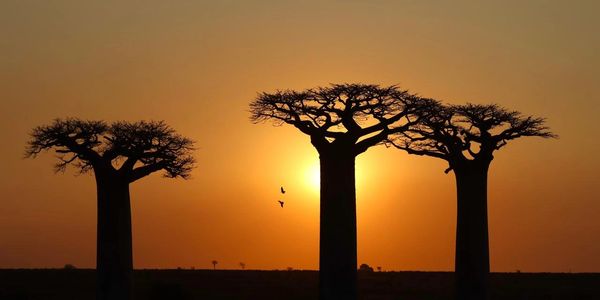 Silhouetted baobab trees at sunset with birds flying near the sun.